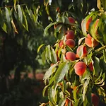 בית חווה Tourist Farm Skerlj *