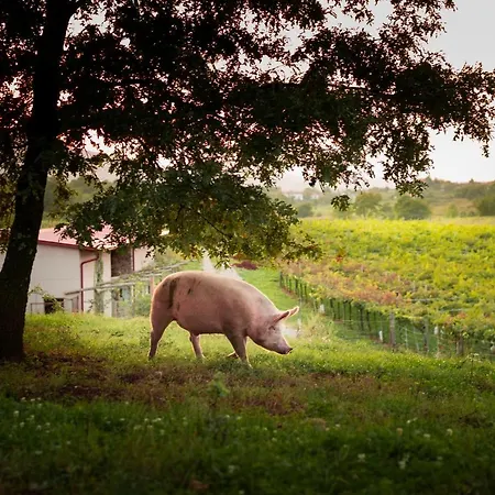 Bauernhof Tourist Farm škerlj Dutovlje