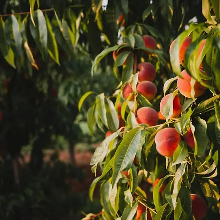 בית חווה Tourist Farm Skerlj *