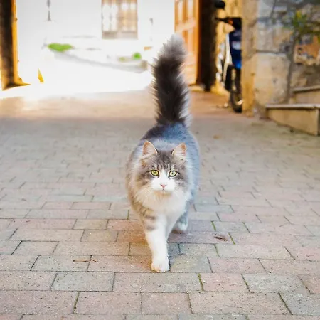 Çiftlik konaklama Tourist Farm Skerlj *