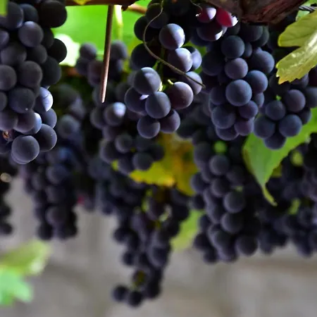 Tourist Farm Skerlj *