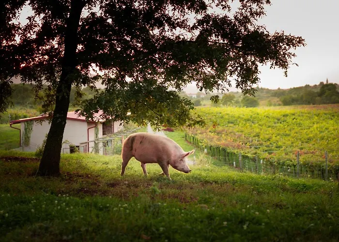 Bauernhof Tourist Farm škerlj Dutovlje