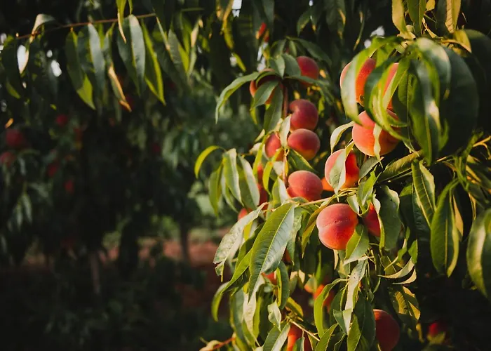 Çiftlik konaklama Tourist Farm Skerlj *