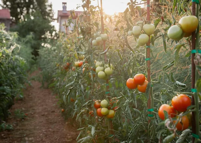 Tourist Farm škerlj