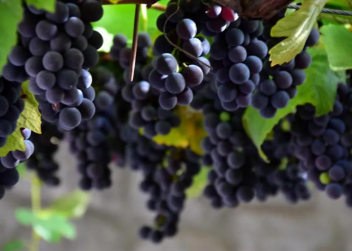 Tourist Farm Skerlj *